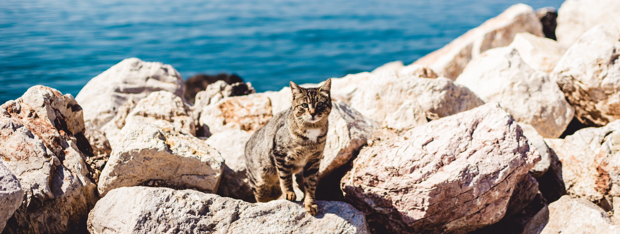 cat stood on rocks by the sea